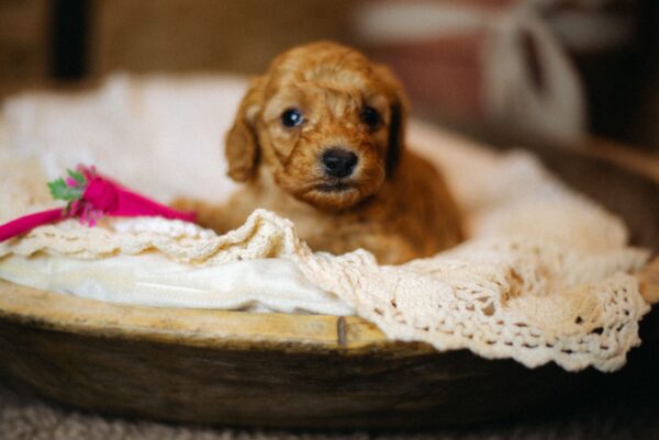 Coco Miniature Poodle Coco Miniature Poodle