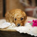 Coco-female-miniature-poodle-puppy-for-sale- (2)
