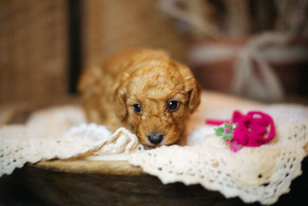 Coco Miniature Poodle Coco Miniature Poodle