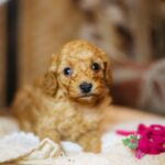 Coco-female-miniature-poodle-puppy-for-sale- (3)