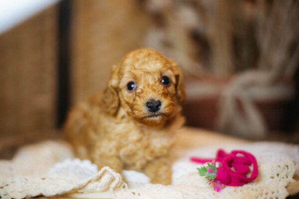 Coco Miniature Poodle Coco Miniature Poodle