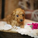 Coco-female-miniature-poodle-puppy-for-sale- (4)