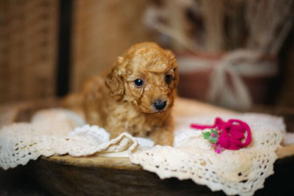 Coco Miniature Poodle Coco Miniature Poodle