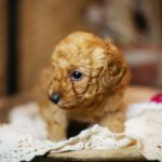 Coco-female-miniature-poodle-puppy-for-sale- (5)