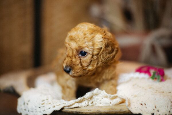 Coco Miniature Poodle Coco Miniature Poodle