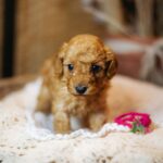 Coco-female-miniature-poodle-puppy-for-sale- (6)