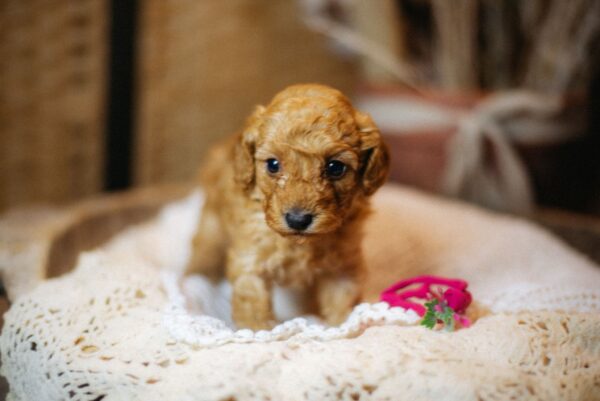 Coco Miniature Poodle Coco Miniature Poodle