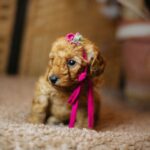 Coco-female-miniature-poodle-puppy-for-sale- (7)