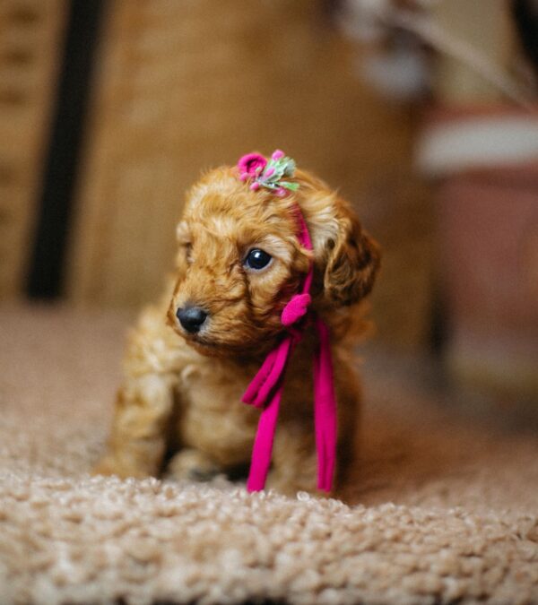 Coco Miniature Poodle Coco Miniature Poodle