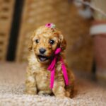Coco-female-miniature-poodle-puppy-for-sale- (8)