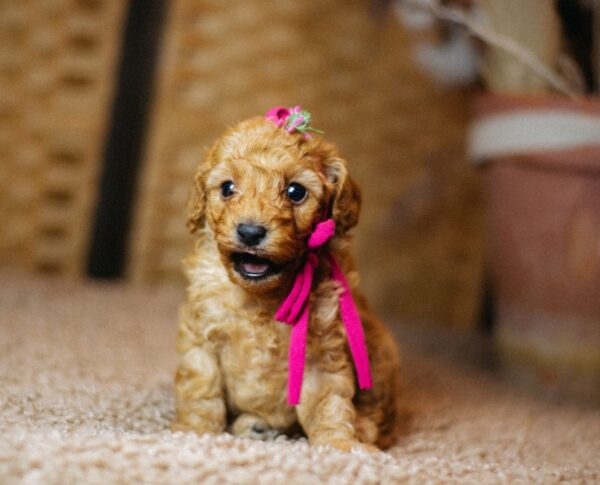 Coco Miniature Poodle Coco Miniature Poodle