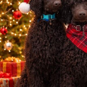 Cronc Standard Poodle Cronc Standard Poodle