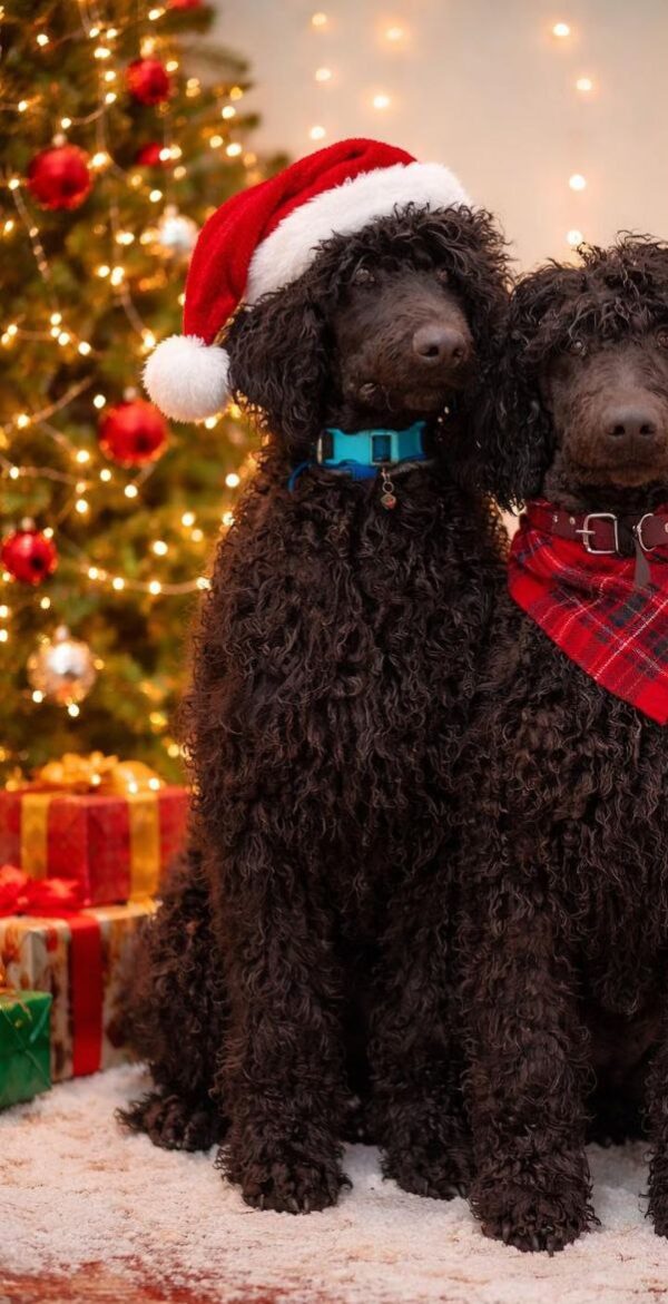 Cronc Standard Poodle Cronc Standard Poodle