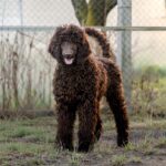 Cronc-male-Poodle-puppy-for-sale-2