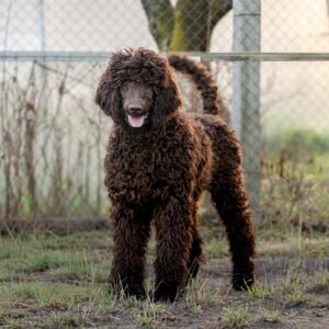 Cronc Standard Poodle Cronc Standard Poodle