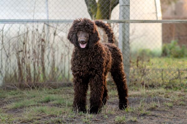 Cronc Standard Poodle Cronc Standard Poodle