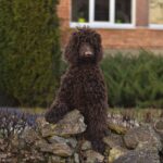 Cronc-male-Poodle-puppy-for-sale-3