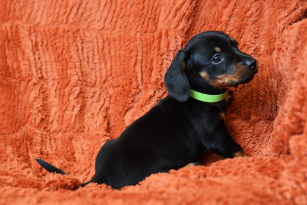 Daemon Miniature Dachshund Daemon Miniature Dachshund