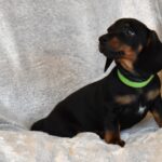 Daemon-male-miniature-dachshund-puppy-for-sale- (1)