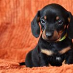 Daemon-male-miniature-dachshund-puppy-for-sale-1 (2)