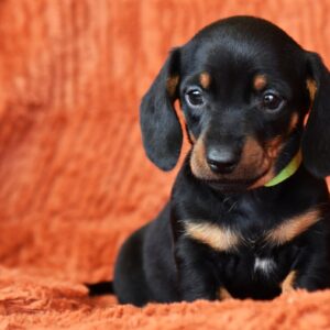 Daemon Miniature Dachshund Daemon Miniature Dachshund