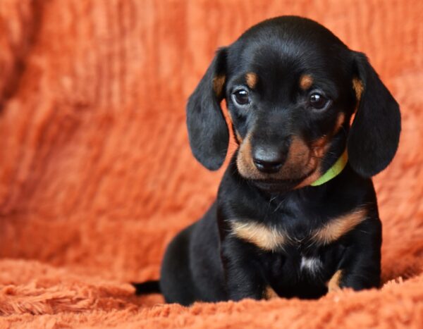 Daemon Miniature Dachshund Daemon Miniature Dachshund