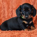 Daemon-male-miniature-dachshund-puppy-for-sale-1 (3)