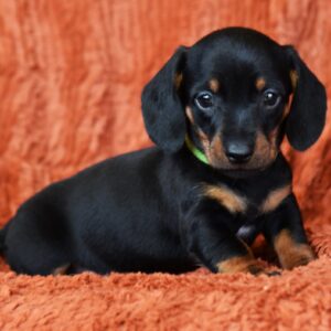Daemon Miniature Dachshund Daemon Miniature Dachshund