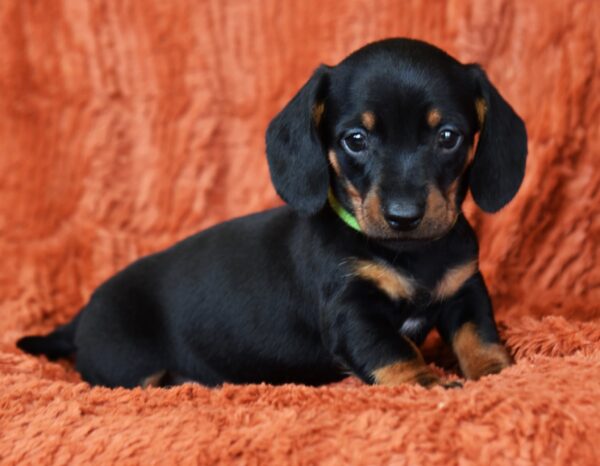 Daemon Miniature Dachshund Daemon Miniature Dachshund