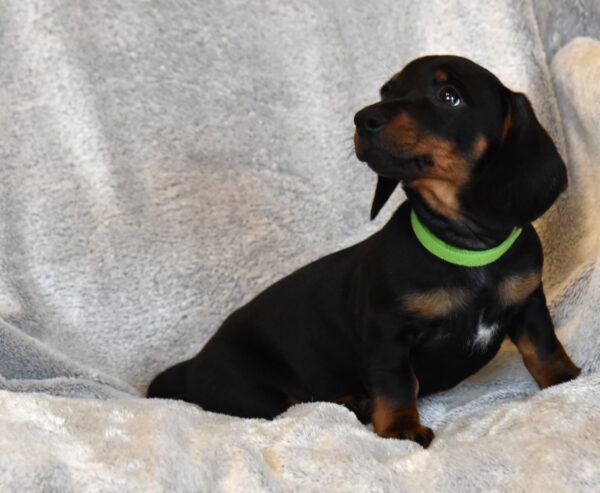 Daemon Miniature Dachshund Daemon Miniature Dachshund