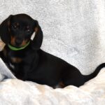 Daemon-male-miniature-dachshund-puppy-for-sale- (2)
