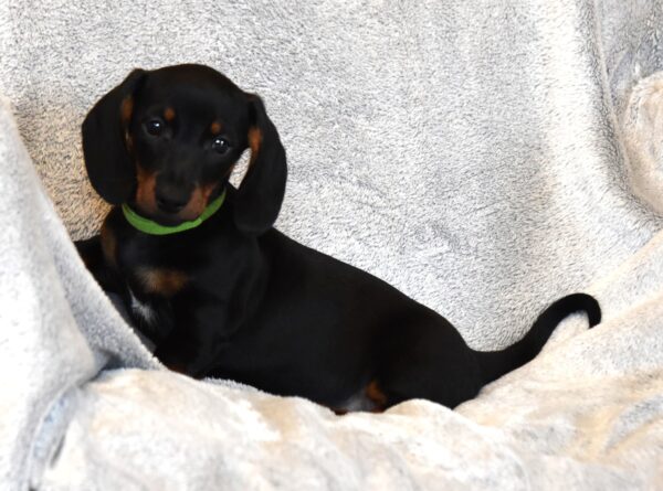 Daemon Miniature Dachshund Daemon Miniature Dachshund