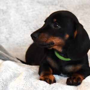 Daemon Miniature Dachshund Daemon Miniature Dachshund