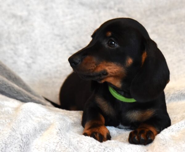 Daemon Miniature Dachshund Daemon Miniature Dachshund
