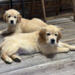 Damir-male-golden-retriver-puppy-for-sale-1