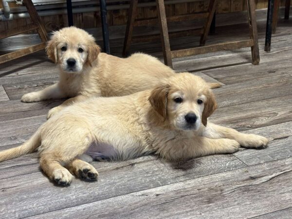 Damir Golden Retriever Damir Golden Retriever