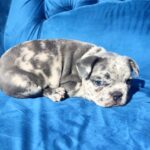 Dana-female-French-bulldog-puppy-for-sale-1