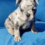 Dana-female-French-bulldog-puppy-for-sale-2
