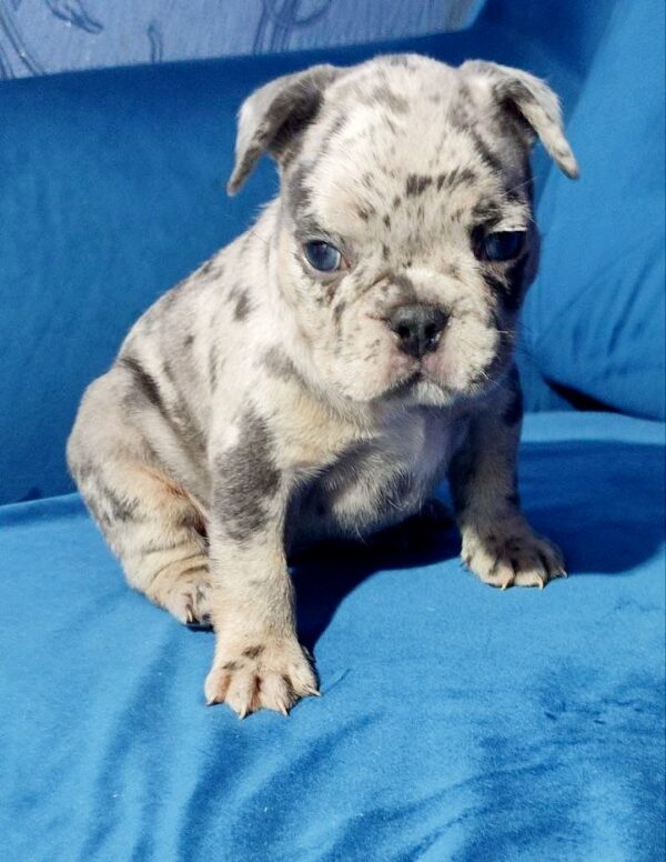 Dana French Bulldog Dana French Bulldog