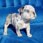 Dana-female-French-bulldog-puppy-for-sale-4