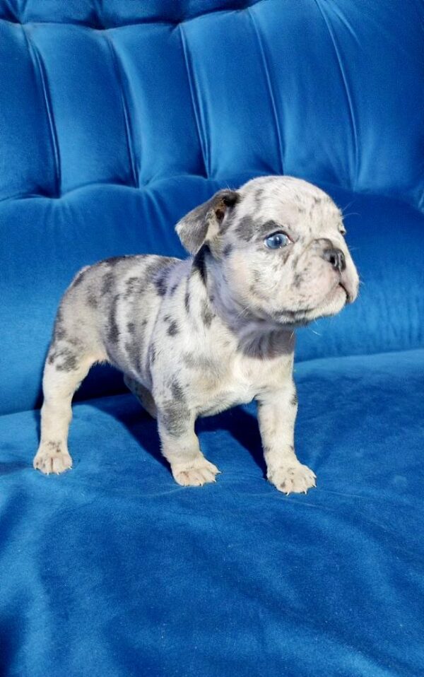 Dana French Bulldog Dana French Bulldog