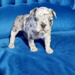 Dana-female-French-bulldog-puppy-for-sale32