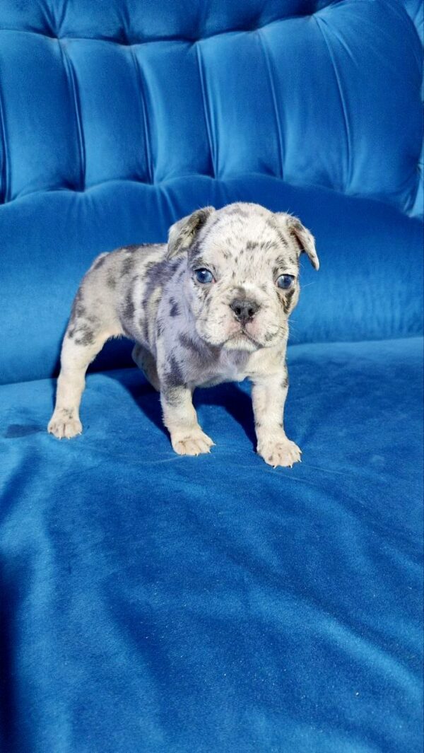 Dana French Bulldog Dana French Bulldog