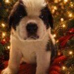 Dandy-male-Saint-Bernard-puppy-for-sale-1 (1)