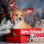 Daphne-female-Corgi-puppy-for-sale-1