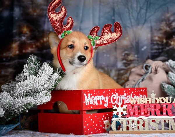 Daphne Welsh Corgi Daphne Welsh Corgi