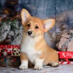 Daphne-female-Corgi-puppy-for-sale-2
