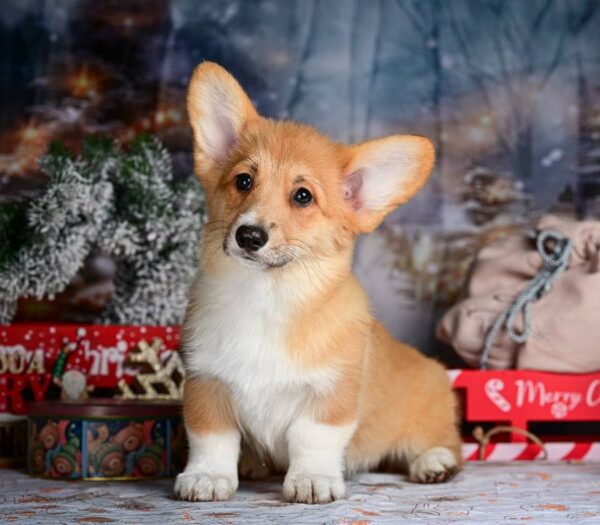 Daphne Welsh Corgi Daphne Welsh Corgi