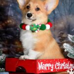 Daphne-female-Corgi-puppy-for-sale-3