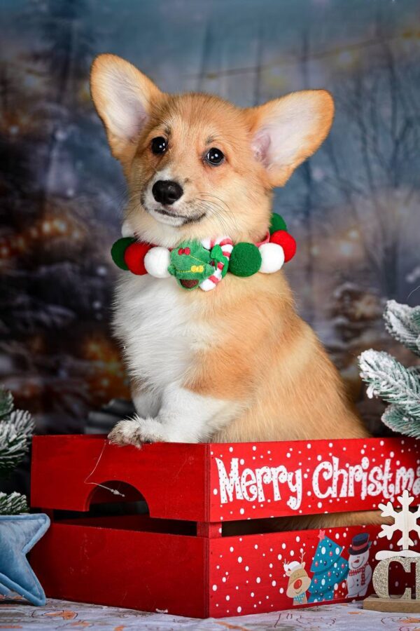 Daphne Welsh Corgi Daphne Welsh Corgi